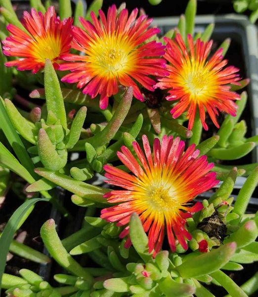 Delosperma cooperi 'Delmara Red'